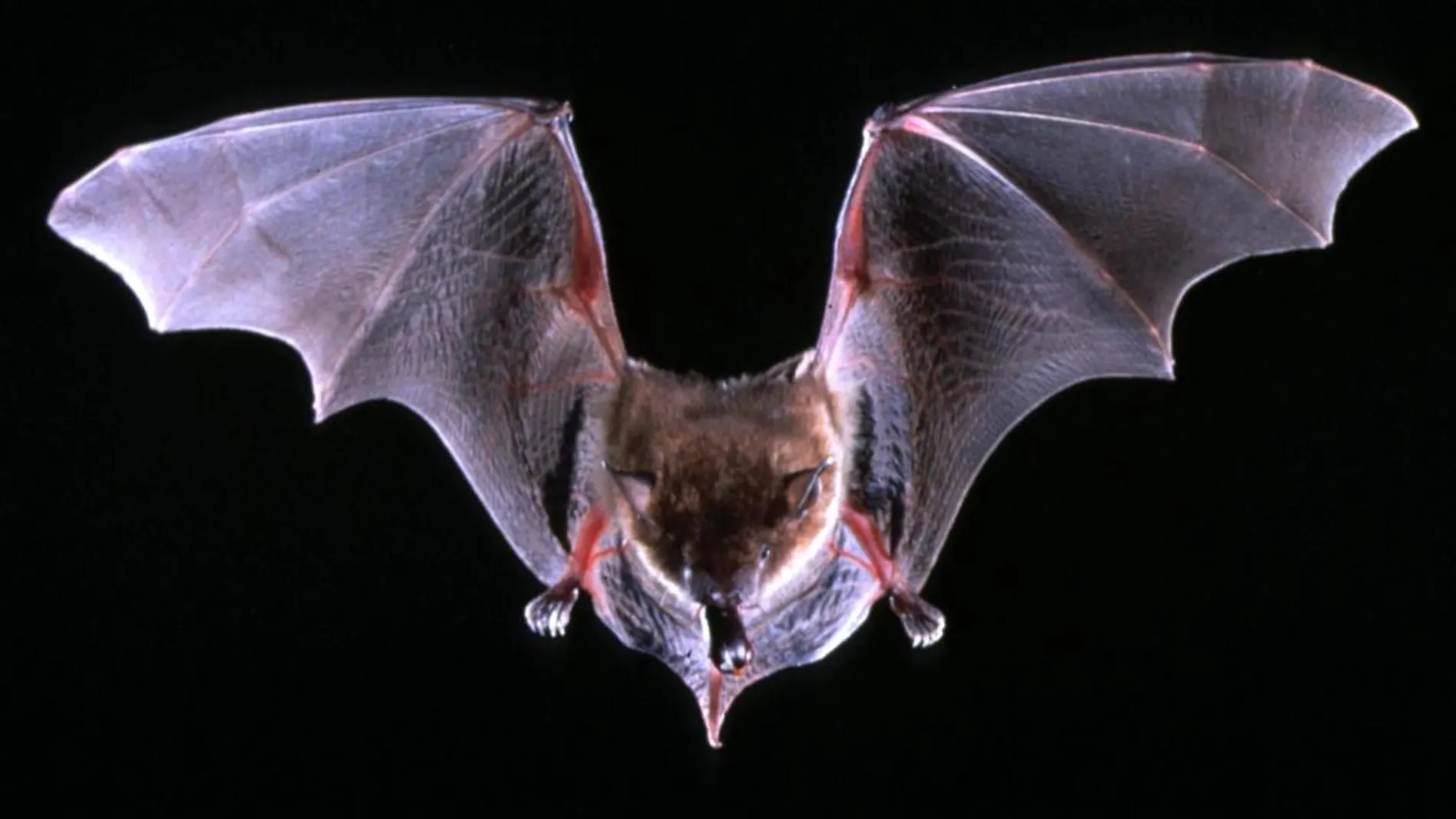 ¿Por qué los virus de murciélagos, como el coronavirus, son tan agresivos para los humanos?