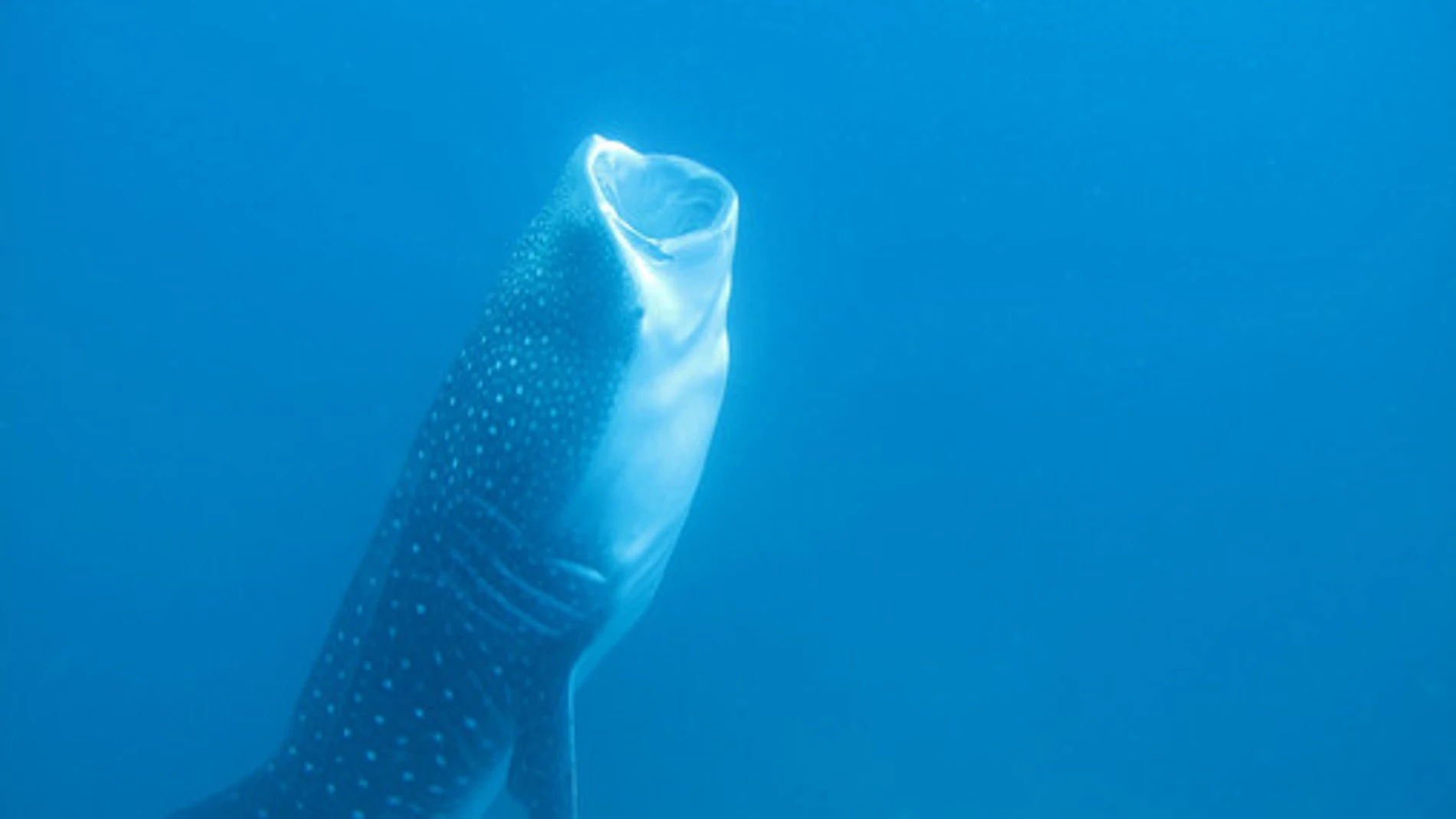 Los tiburones ballena comen plancton, huevos de peces, krill, larvas de cangrejo, así como pequeños peces y calamares. Accidentalmente pueden tragar plásticos que no pueden digerir. / Kevan Mantell