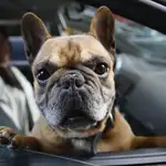 Perro en el interior de un coche / Archivo