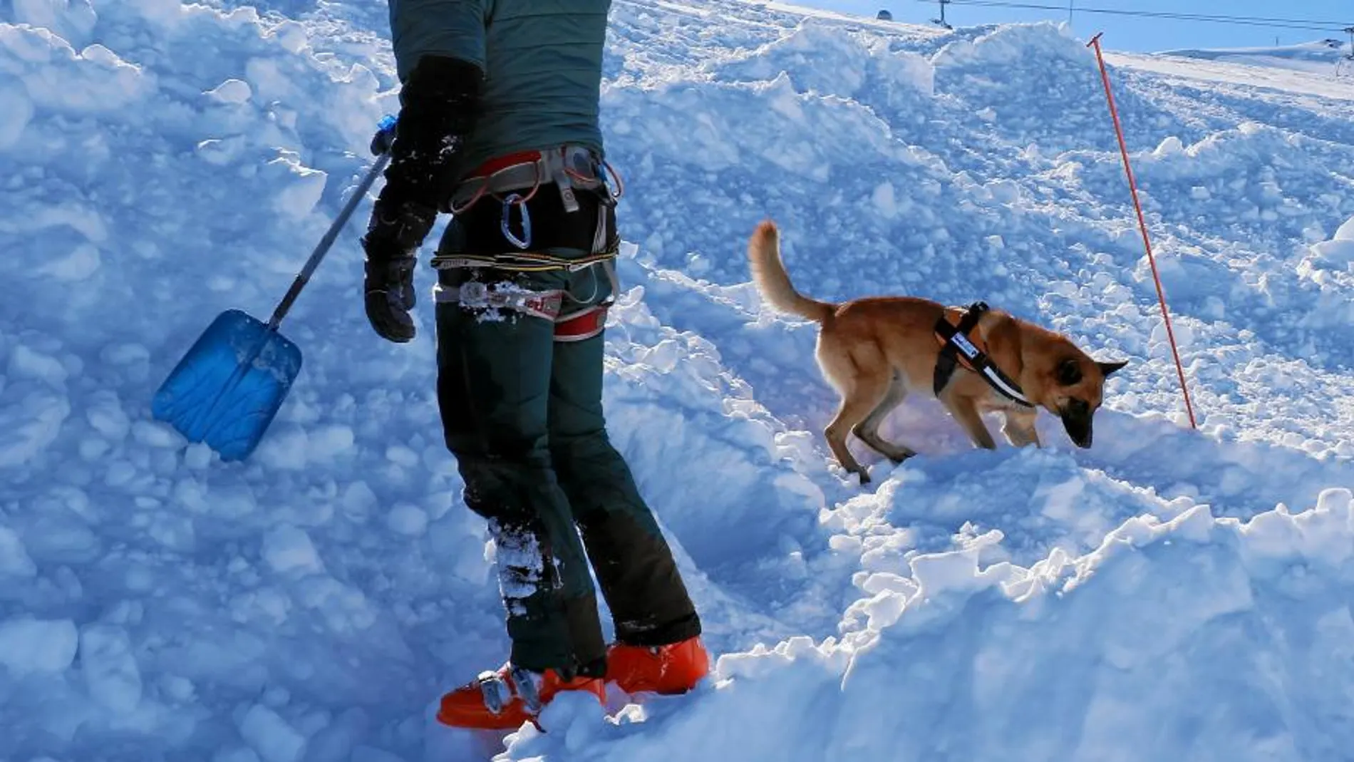 Thor y su guía, Sebastián Ruiz, buscan a Alejandro Ortega, la «víctima» sepultada, en las primeras jornadas de guías y perros detectores en Sierra Nevada
