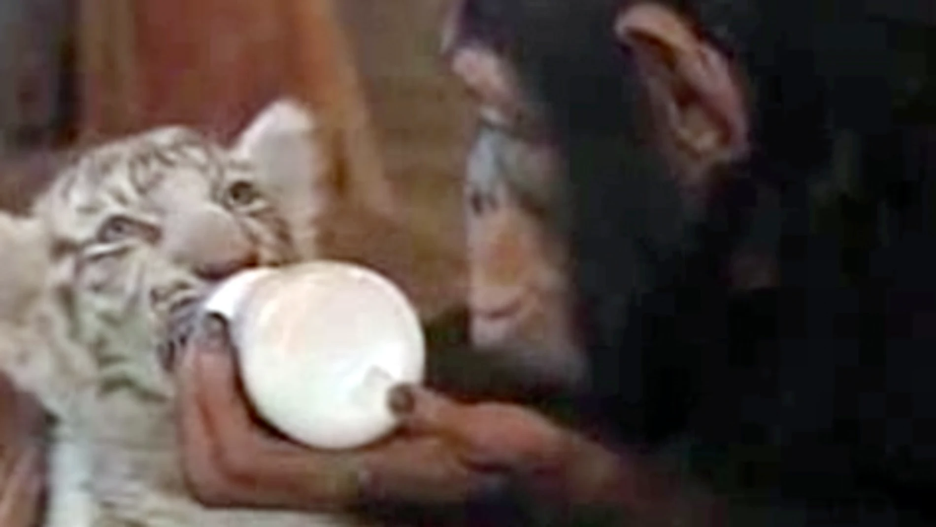 Los chimpancés nos enseñan cómo nos comportamos en la oficina