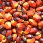 Granos de los que se obtiene el aceite de palma
