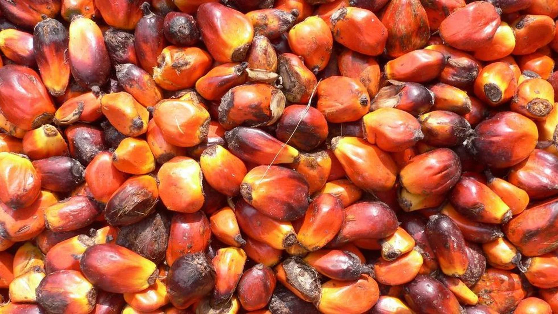 Granos de los que se obtiene el aceite de palma