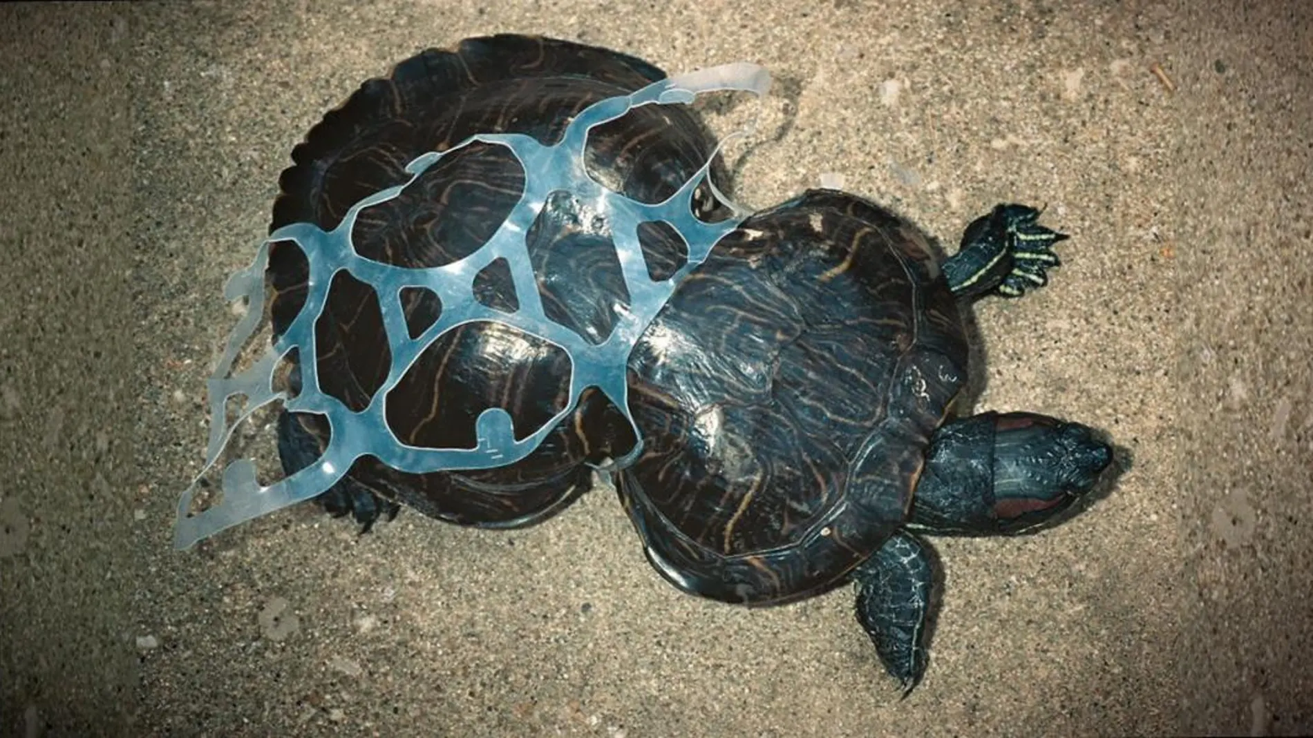 Fotografía cedida, sin fecha, que muestra una tortuga atrapada por los anillos plásticos tradicionales de los paquetes de seis cervezas, que no son biodegradables