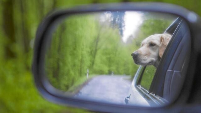 Cada vez son más los dueños que optan por alojarse con sus mascotas en sus destinos vacacionales