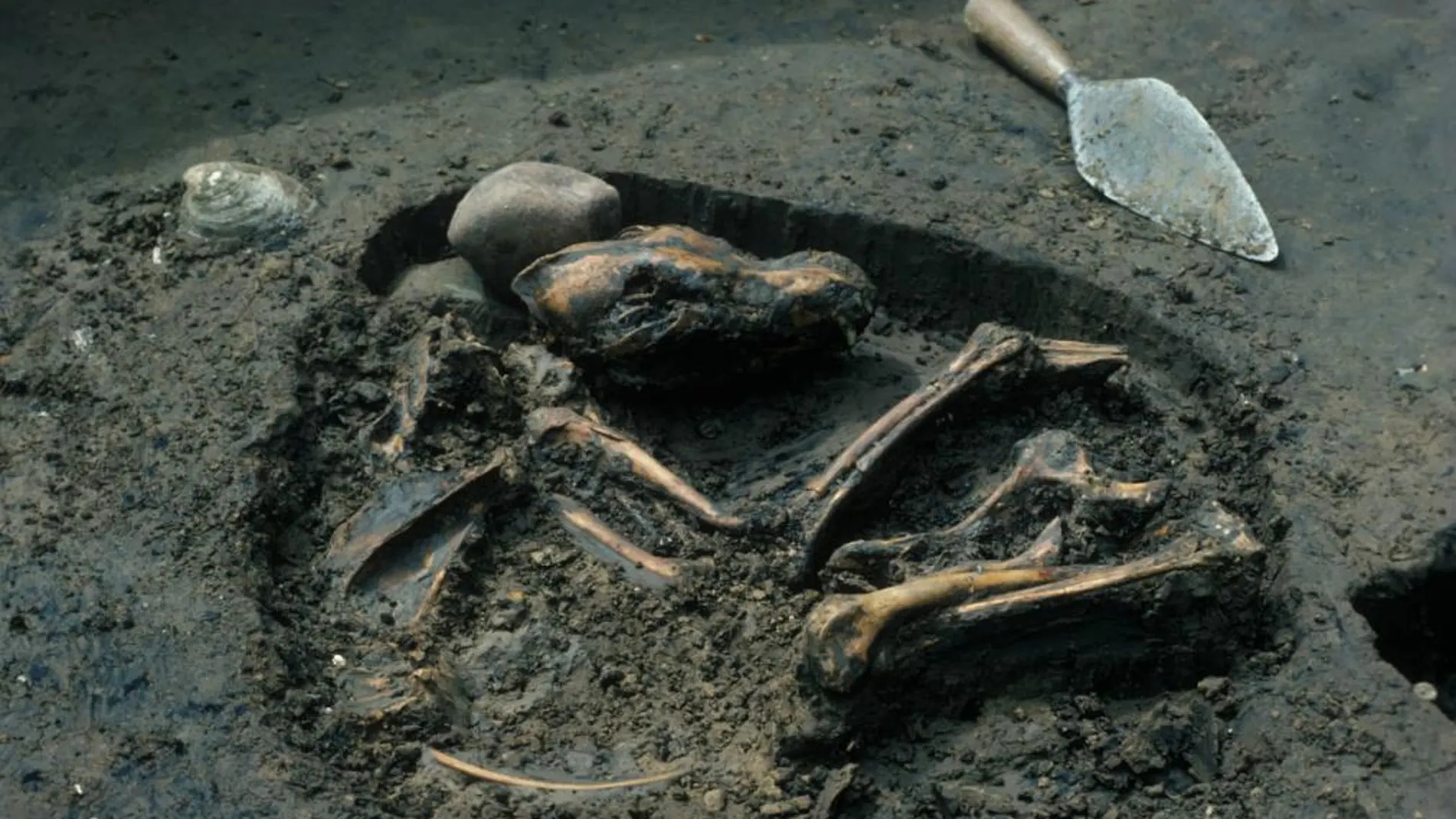 Enterramiento canino de hace 8.500 años hallado en Illinois (EEUU)
