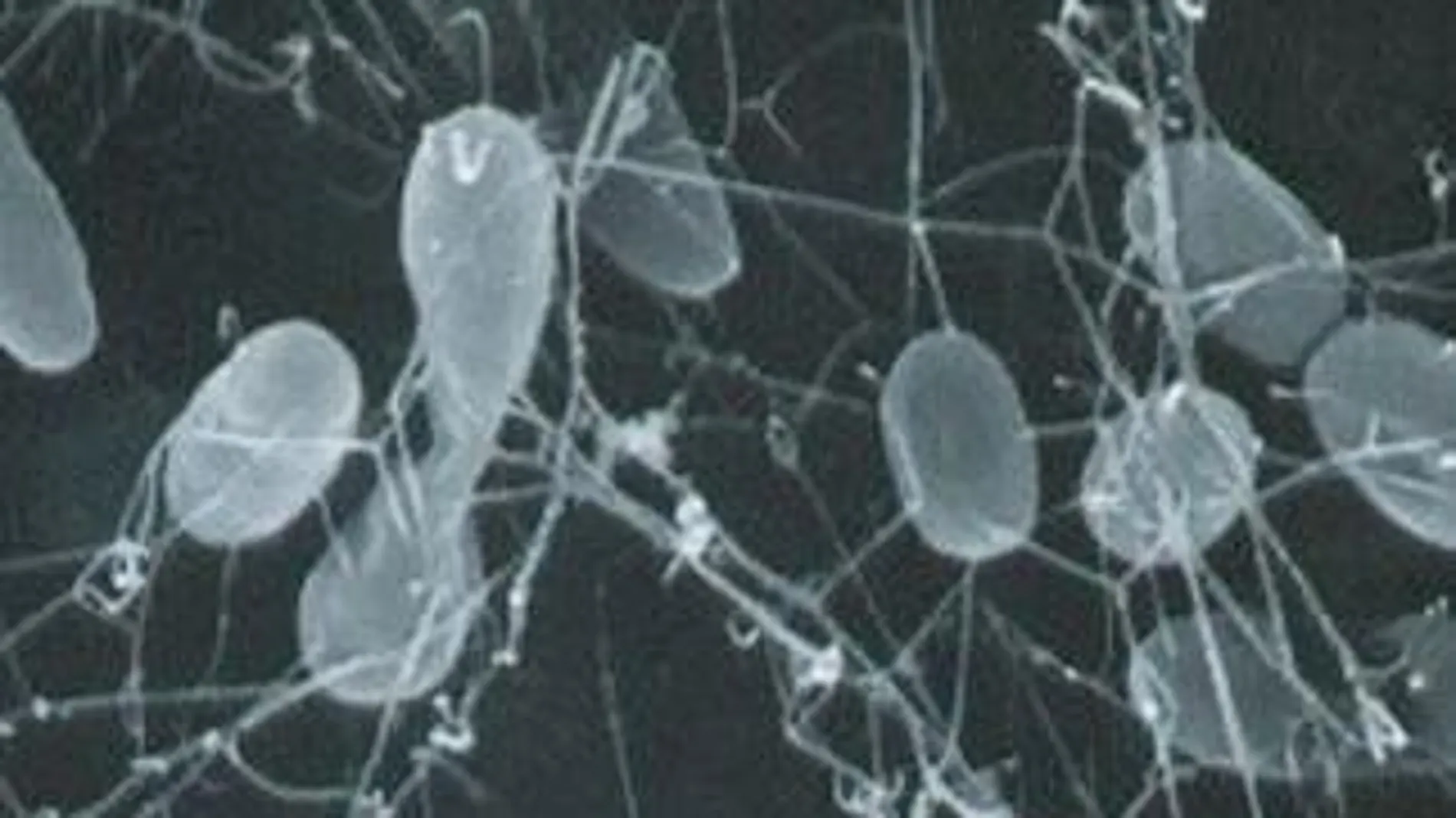 Bacterias termofilas vistas a través del microscopio.