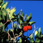 Los autores del estudio apuntan el potencial anticancerígeno de este producto natural / Foto: Gtres