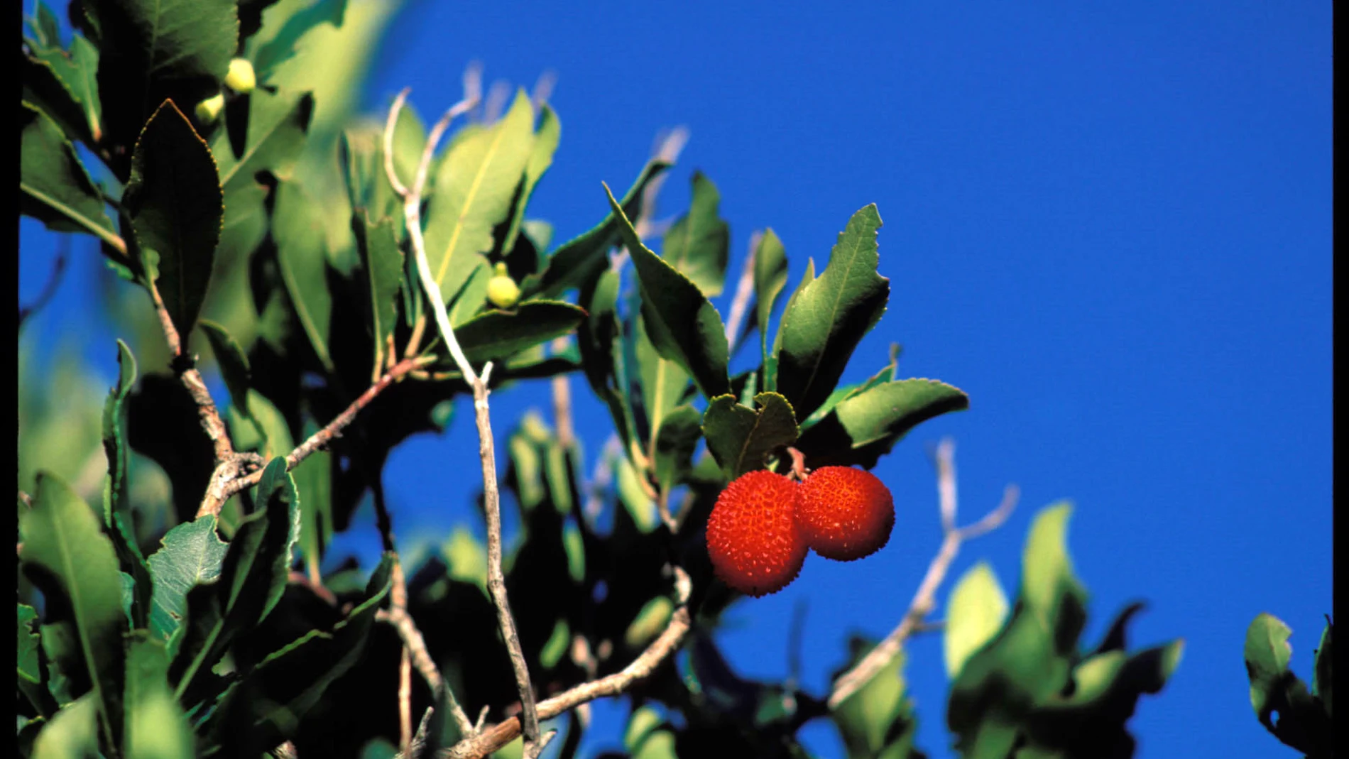 Los autores del estudio apuntan el potencial anticancerígeno de este producto natural / Foto: Gtres