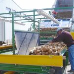 Explotación de patatas de la provincia de Valladolid, una de las provincias que más produce