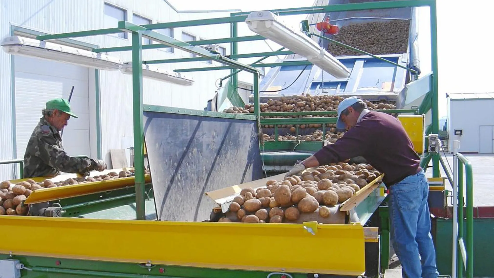 Explotación de patatas de la provincia de Valladolid, una de las provincias que más produce