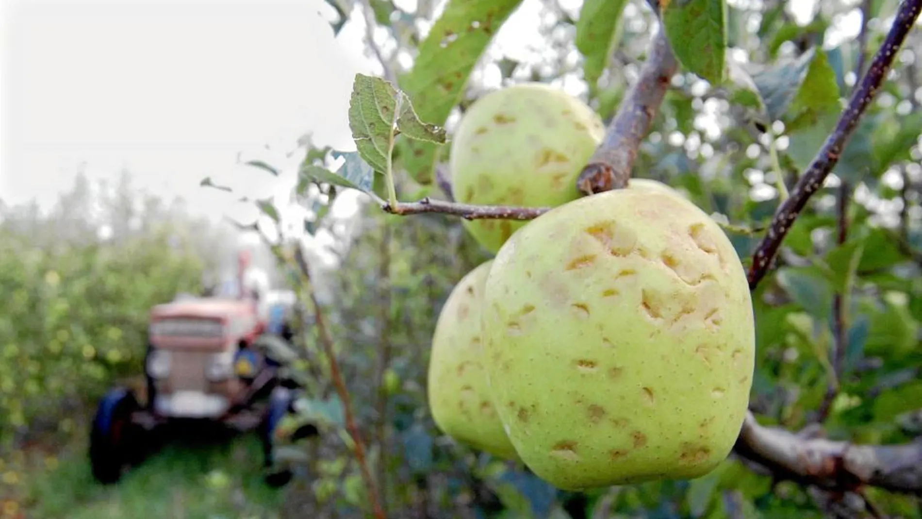 La cosechas de manzana son las más afectadas de todas junto al maíz, arroz, alfalfa y hortalizas