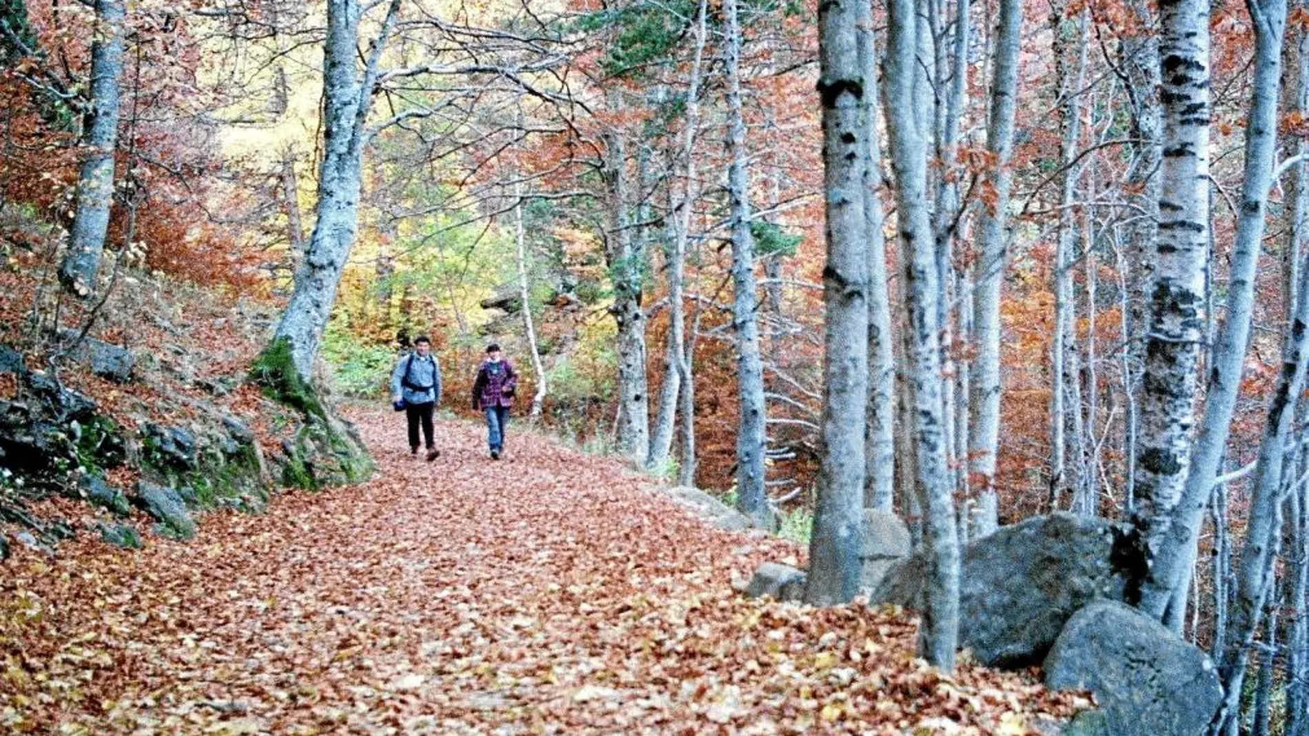 Los euros que cuesta el bosque; por José Manuel Cansino