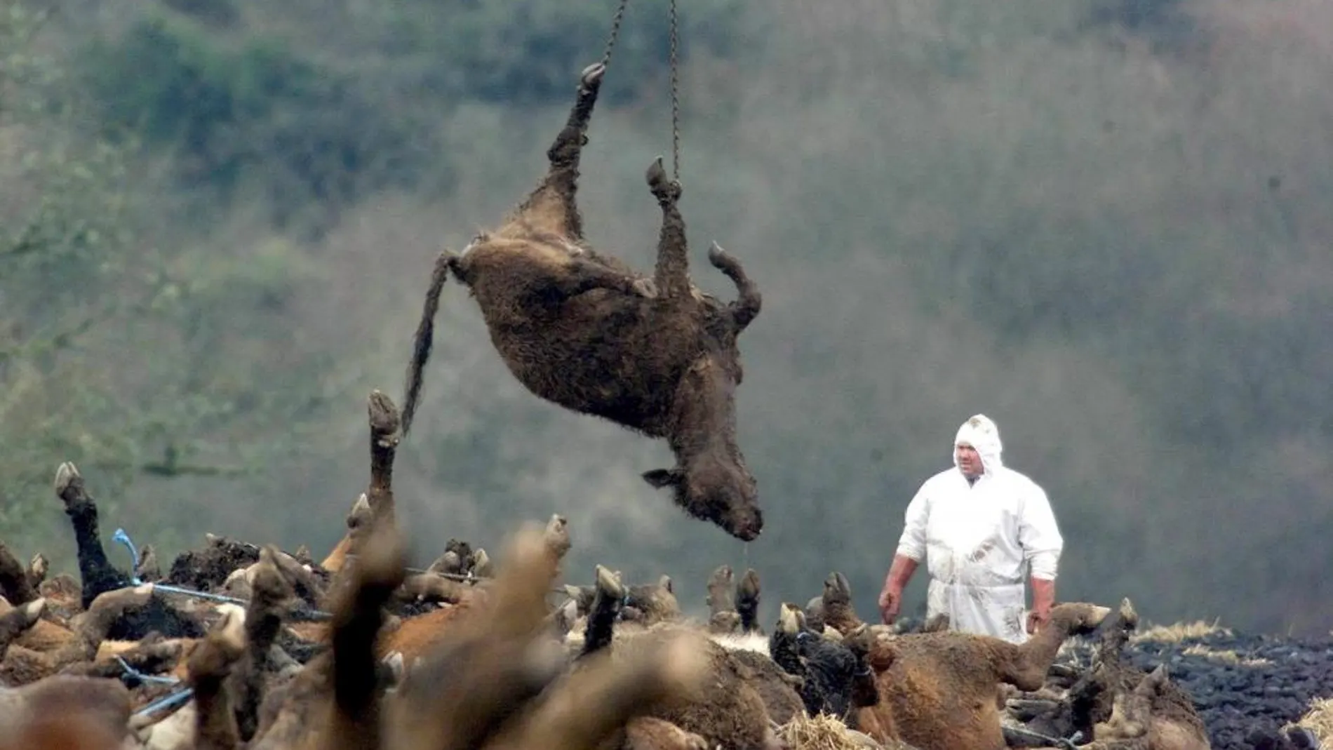 Una vaca sacrificada en Reino Unido tras un brote de fiebre aftosa