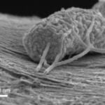 Microbio produciendo electricidad. La imagen fue tomada con un microscopio electrónico de barrido