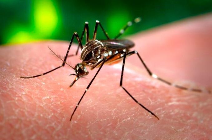 El mosquito Aedes aegypti