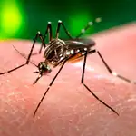 El mosquito Aedes aegypti