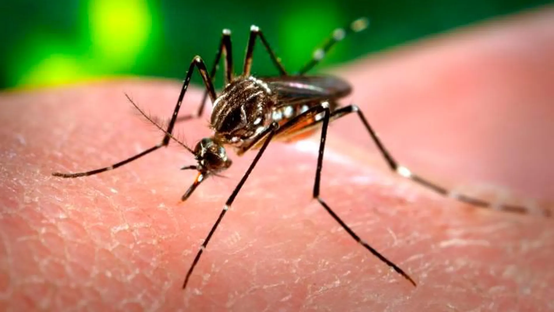 El mosquito Aedes aegypti