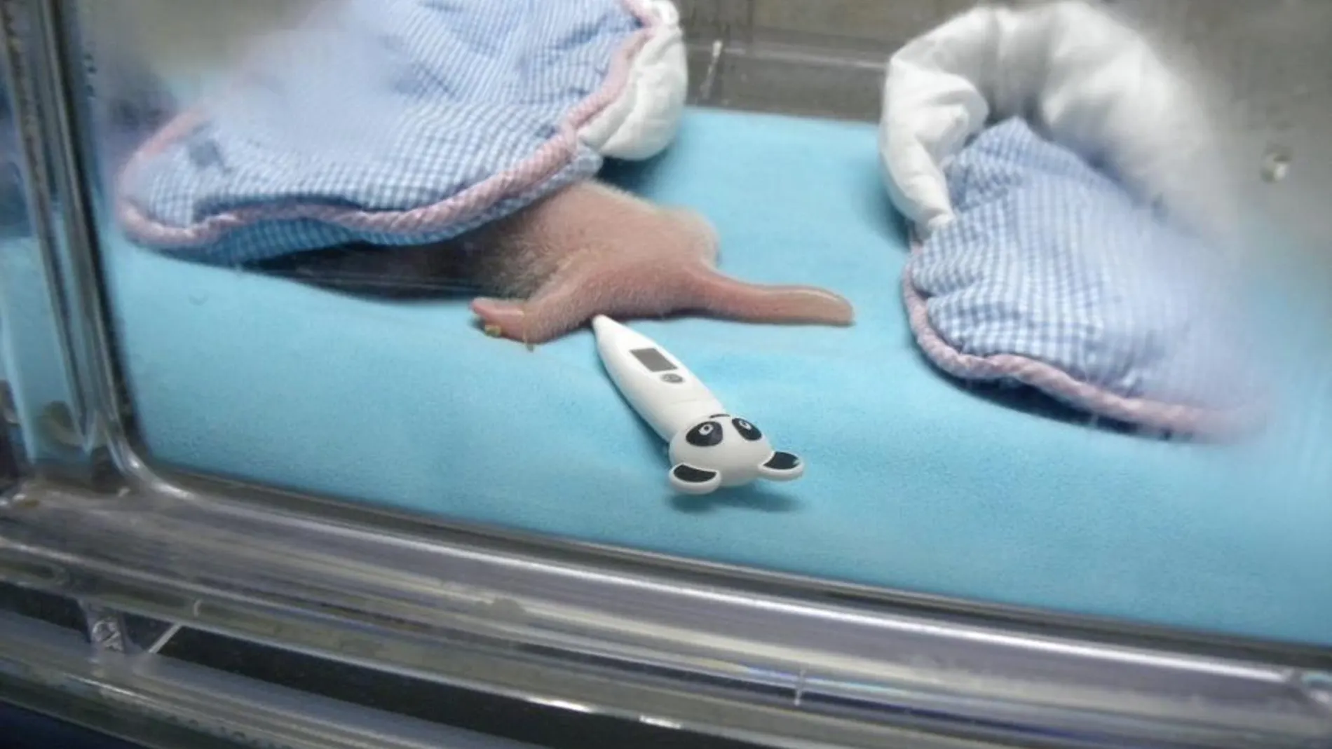 El bebé de panda en la incubadora en la que le han hecho el reconocimiento médico