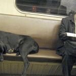 Las normativas de metro, como el de Madrid o Bilbao, tan sólo permiten la entrada a perros pequeños siempre y cuando viajen en receptáculos