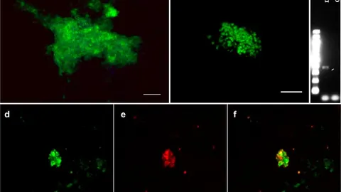 Los microorganismos analizados en el estudio / Scientific Reports