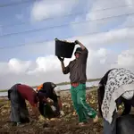 Jornaleros rumanos recogiendo patatas
