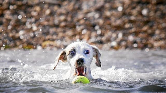 Un perro disfruta de una zona de playa habilitada en el municipio alicantino de El Campello