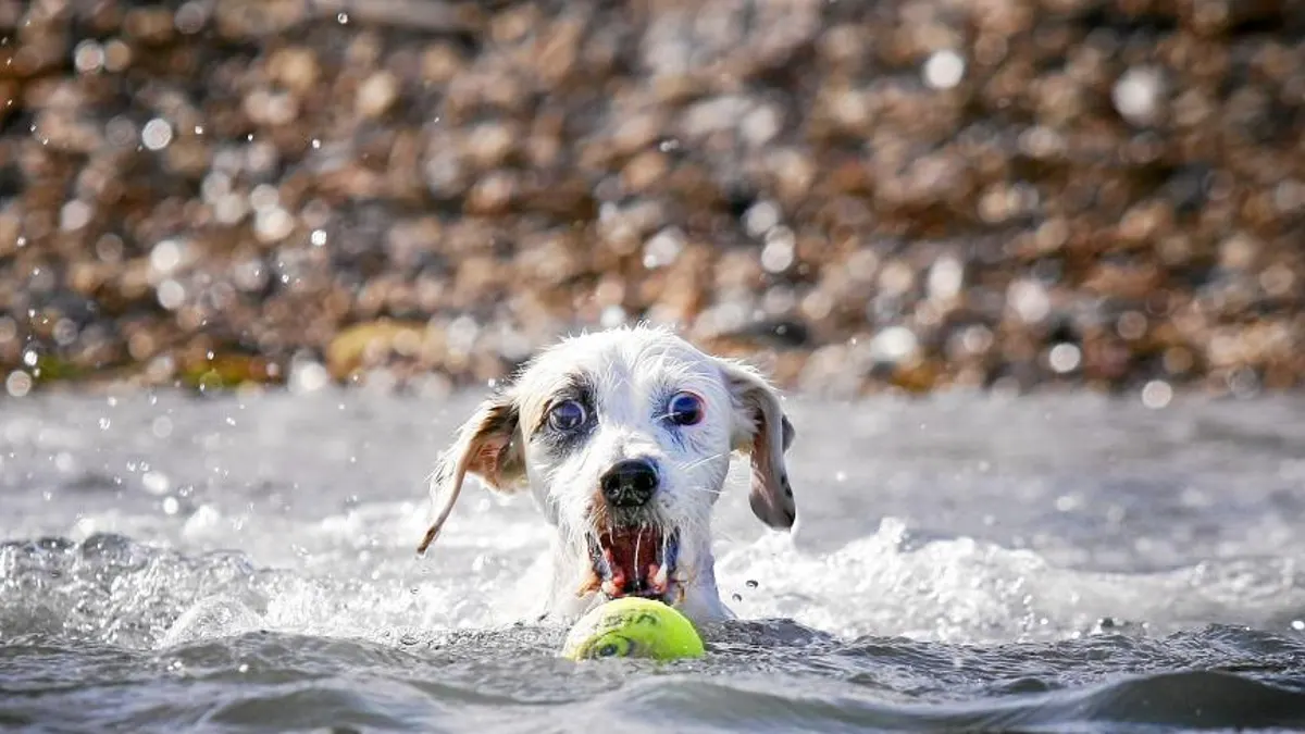 Listado actualizado de las playas que admiten perros este verano en España