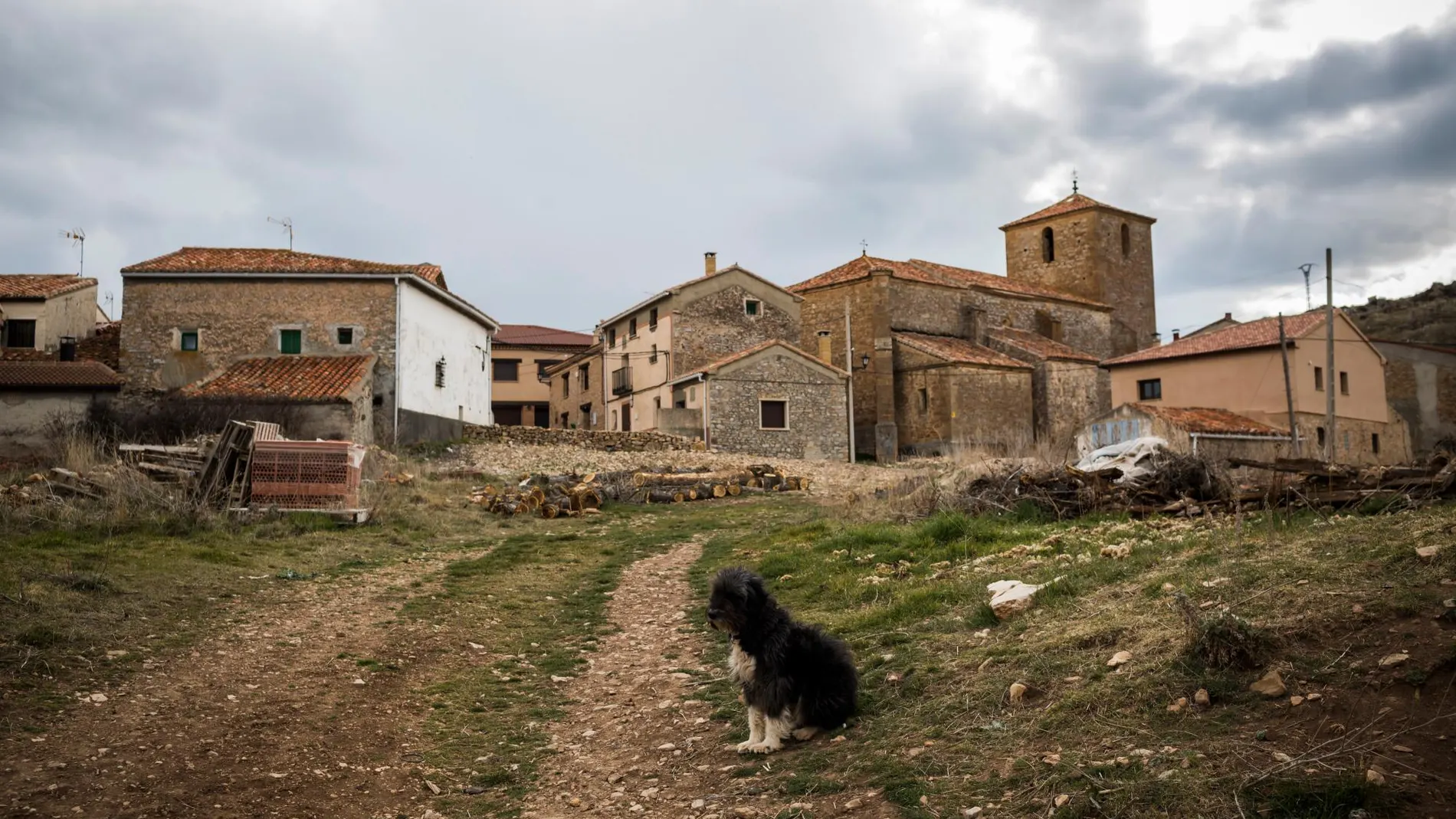 En vacaciones se abandonan más perros/ Alberto R. Roldan