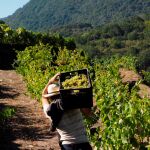 La industria del vino es muy sensible a los cambios del clima / Efe
