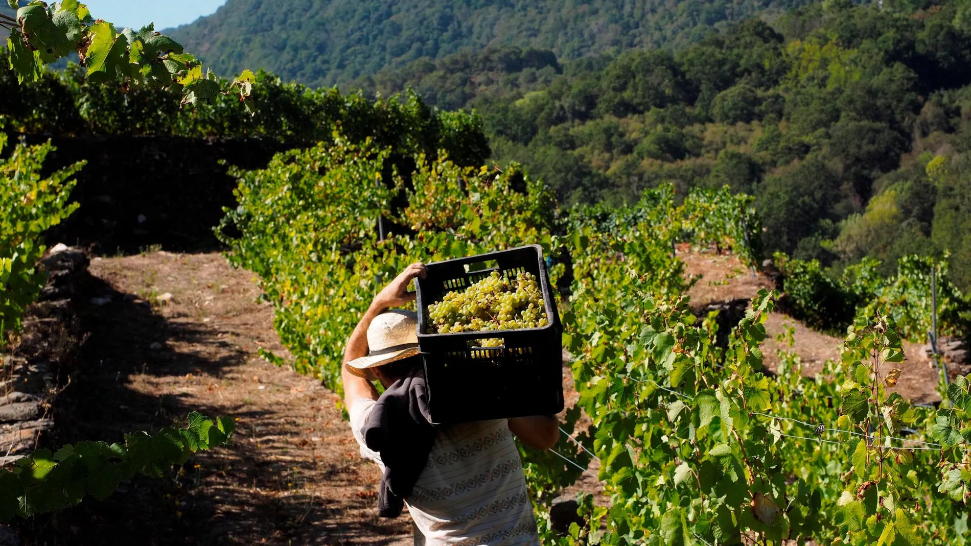 La industria del vino es muy sensible a los cambios del clima / Efe