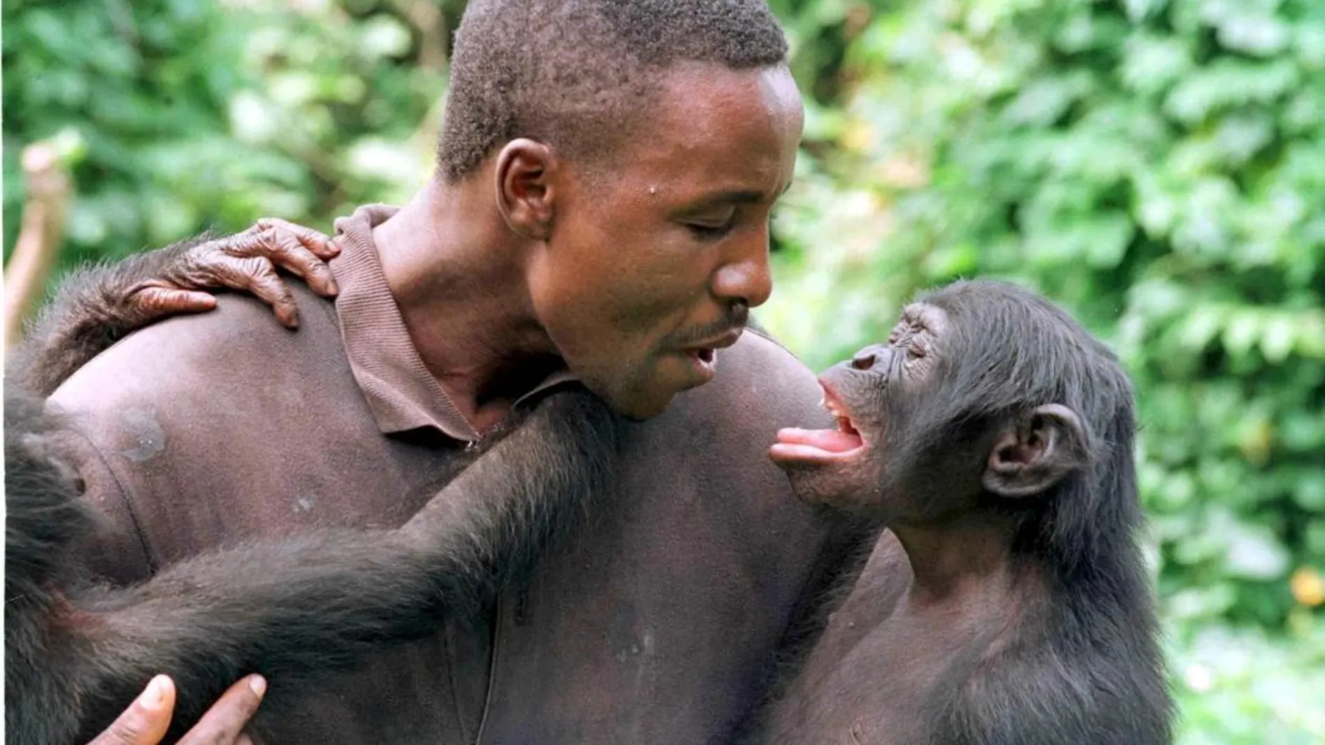 Un bonobo interactuando con uno de sus cuidadores / EPA