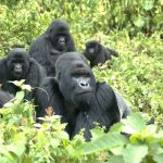 Una familia de gorilas en Congo / Reuters