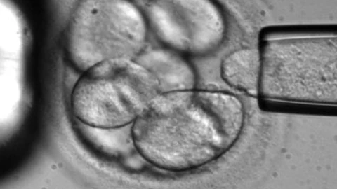 Células humanas utilizadas en un experimento