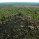 Selva talada ilegalmente fuera de las concesiones de APP, en Riau (Sumatra)