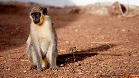 Fotografía facilitada por Nature Ecology & Evolution, de un mono verde del África occidental que habita en Senegal. Estos animales tienen un sistema de llamadas de alerta diferenciadas para avisar de la presencia de un peligro y han desarrollado un sonido propio para referirse a los drones, según un estudio que publica hoy Nature Ecology & Evolution. EFE/ Nature Ecology & Evolution/ Julia Fischer