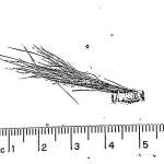 Imagen de una de las supuestas muestras de pelo de Bigfoot analizadas
