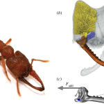 La mandíbula de la hormiga Drácula es única en el mundo / Royal Society Open Science