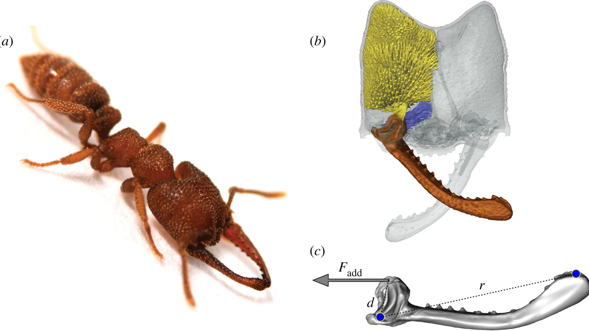 La mandíbula de la hormiga Drácula es única en el mundo / Royal Society Open Science