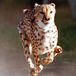 Un guepardo en acción en Sudáfrica