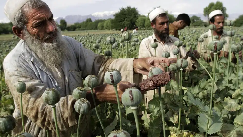 Agricultores afganos recogen opio en bruto en los campos de amapolas de Jalalabad.