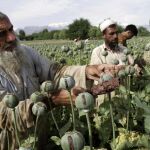 Agricultores afganos recogen opio en bruto en los campos de amapolas de Jalalabad.