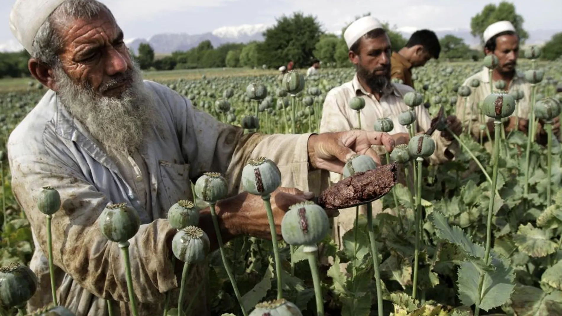 Agricultores afganos recogen opio en bruto en los campos de amapolas de Jalalabad.