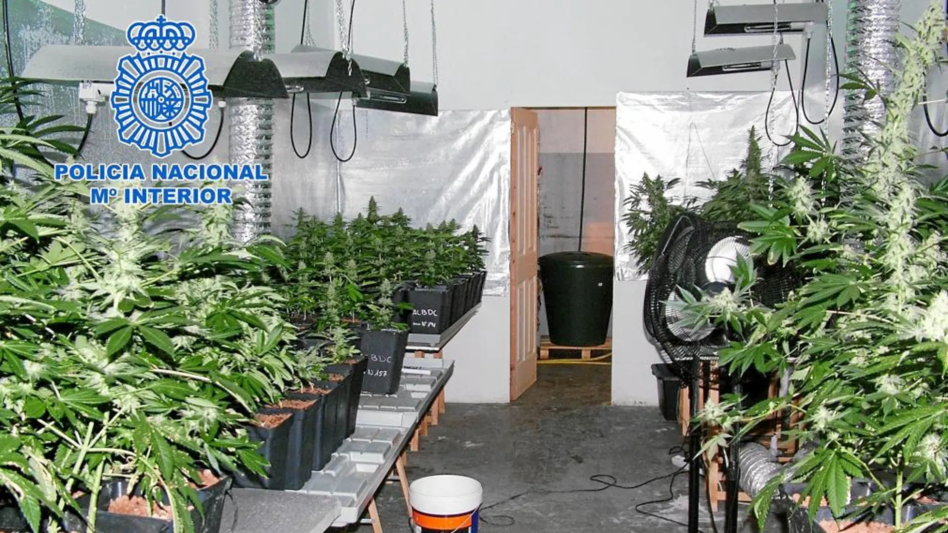La Policía Nacional ha decomisado unas 800 plantas de marihuana