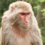El macaco rhesus (Macaca mulatta), frecuentemente denominado el mono rhesus
