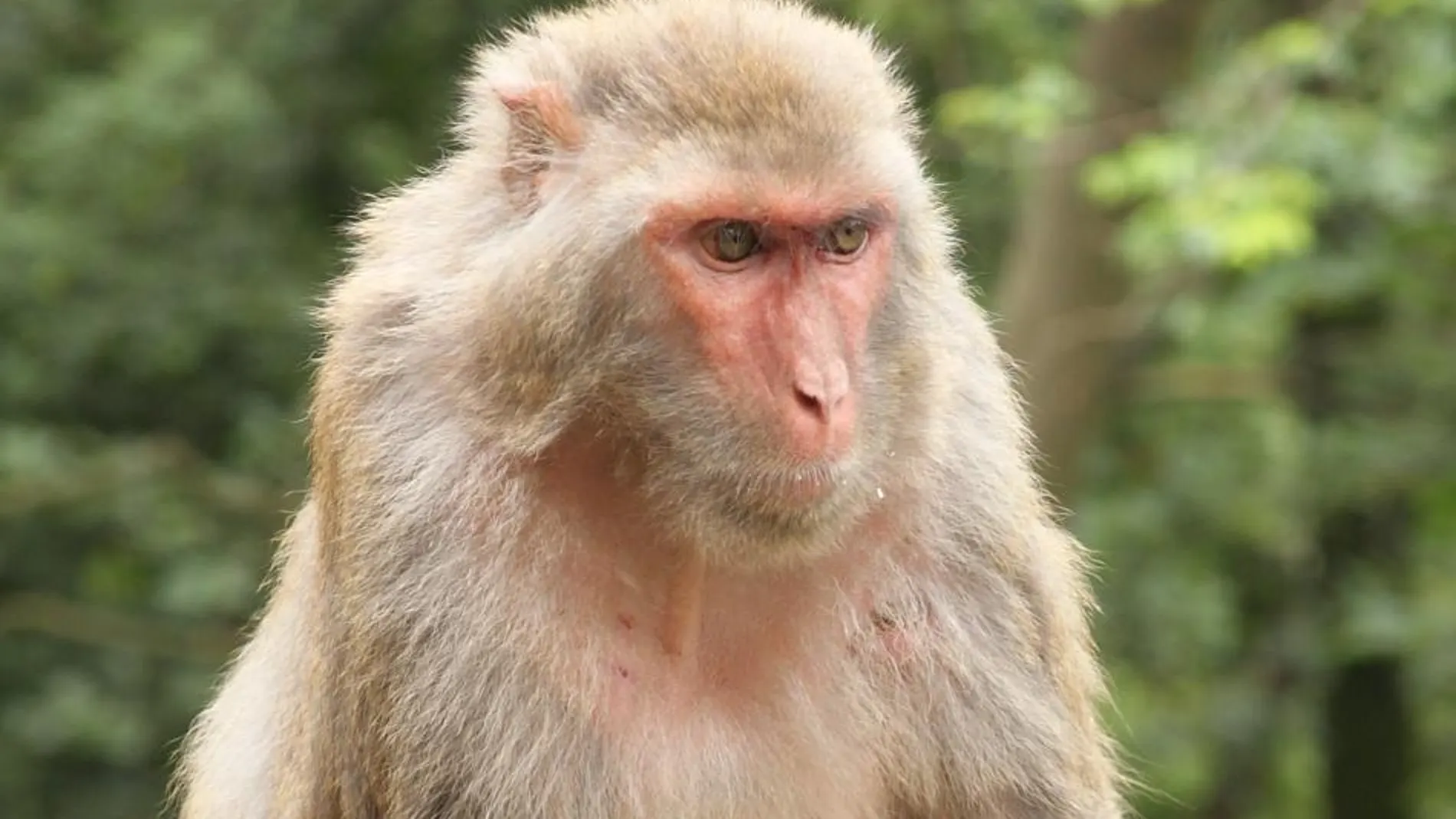 Prueban con éxito en monos una nueva terapia contra el VIH