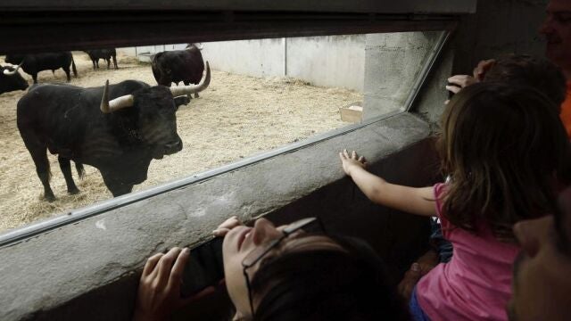 Aficionados contemplan los toros en los corrales del gas