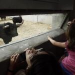 Aficionados contemplan los toros en los corrales del gas