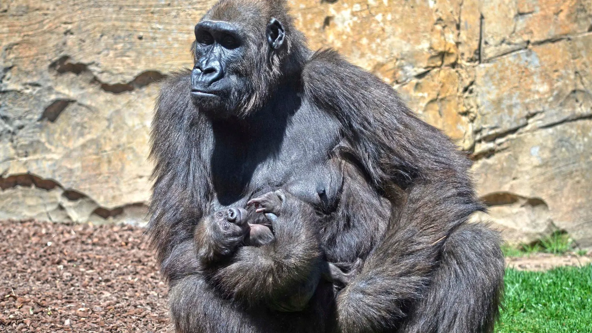 La mamá gorila con Félix en brazos