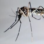Mosquito "Aedes Aegypti", trasmisor del dengue.